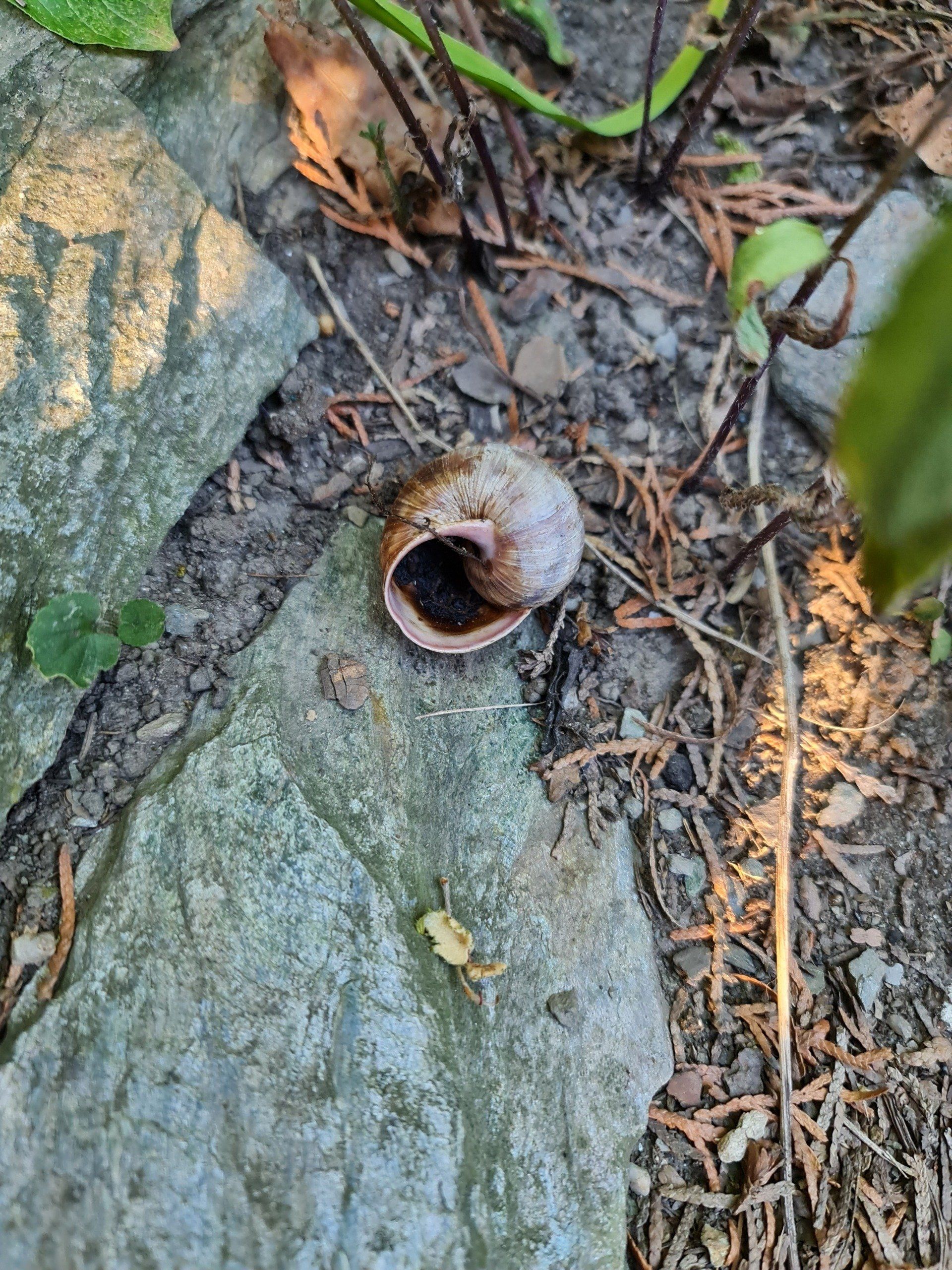 Trauriges Ende -  Trockenheit     Photo by: Viola Einert-Krug Haus einer Weinbergschnecke auf Steinen