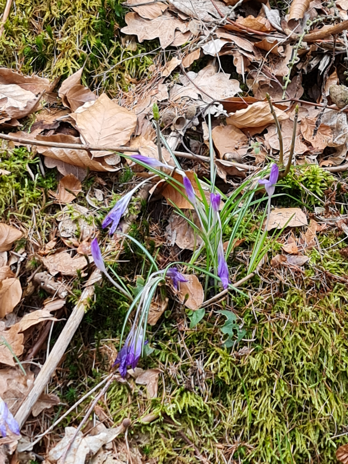 wilde Krokusse- Entdeckung beim Ausflug im Wald