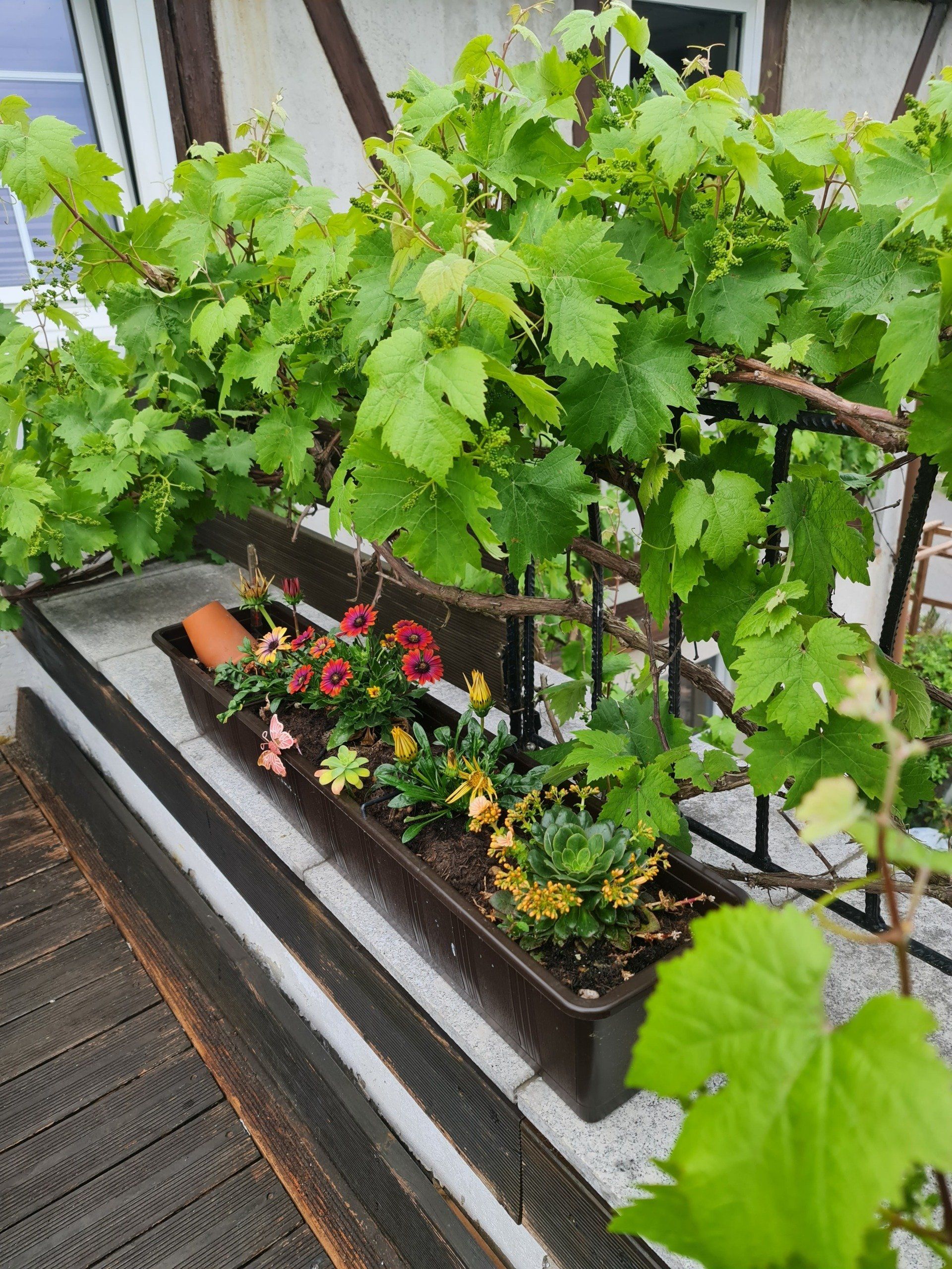 Terrasse mit Wein Photo by: Viola Einert-Krug Terrasse mit Wein bewachsen