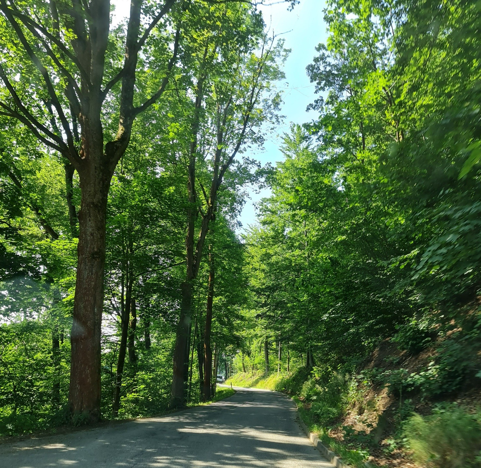 Fahrt durch den Wald im Erzgebirge      Photo by: Viola Einert-Krug Straße durch den Wald im Erzgebirge