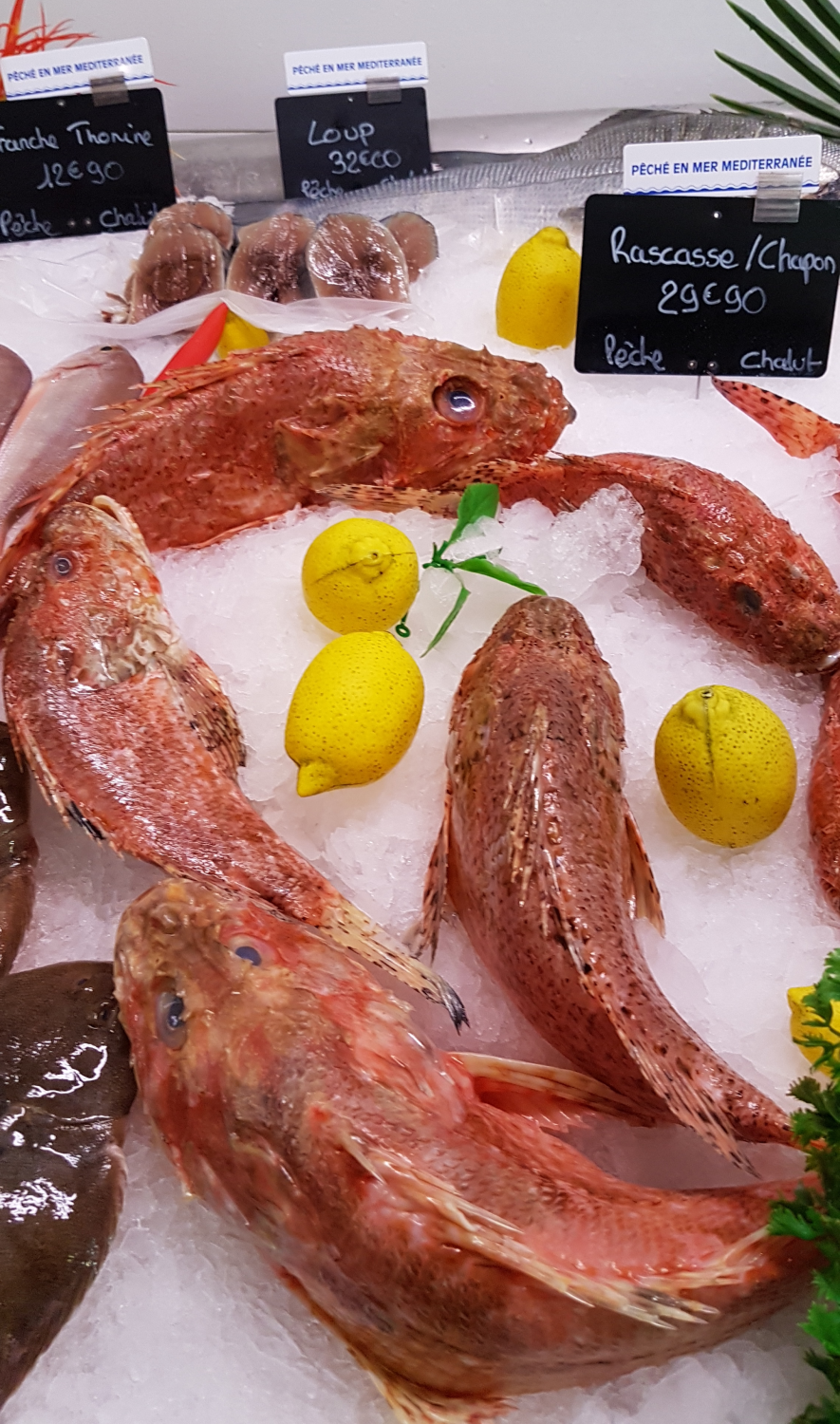 Rote Fische - Rasskass - aus dem Mittelmeer auf Eis gelegt mit Zitronen im Fischladen