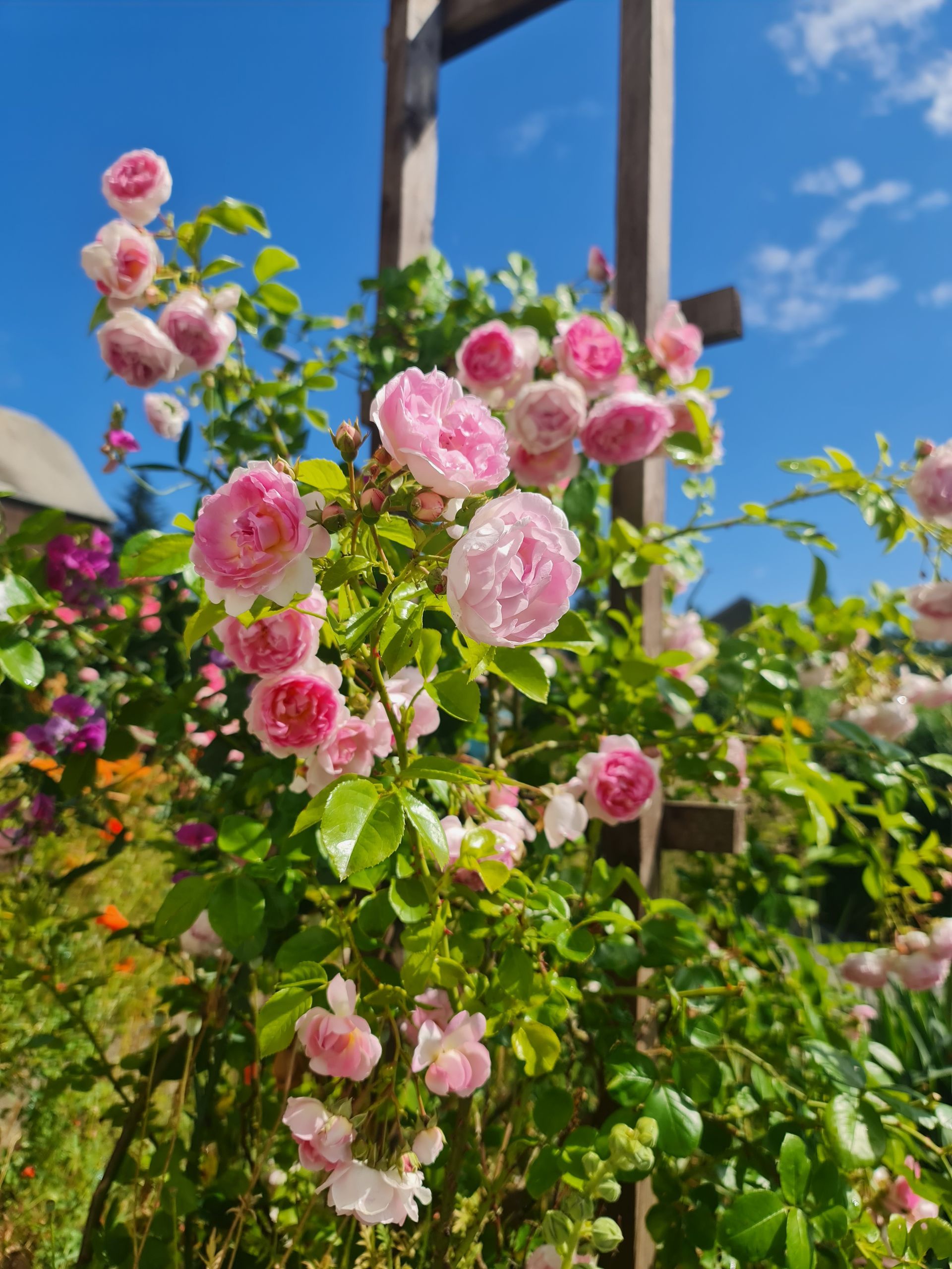 rosa Rosen vor hellblauem Himmel
