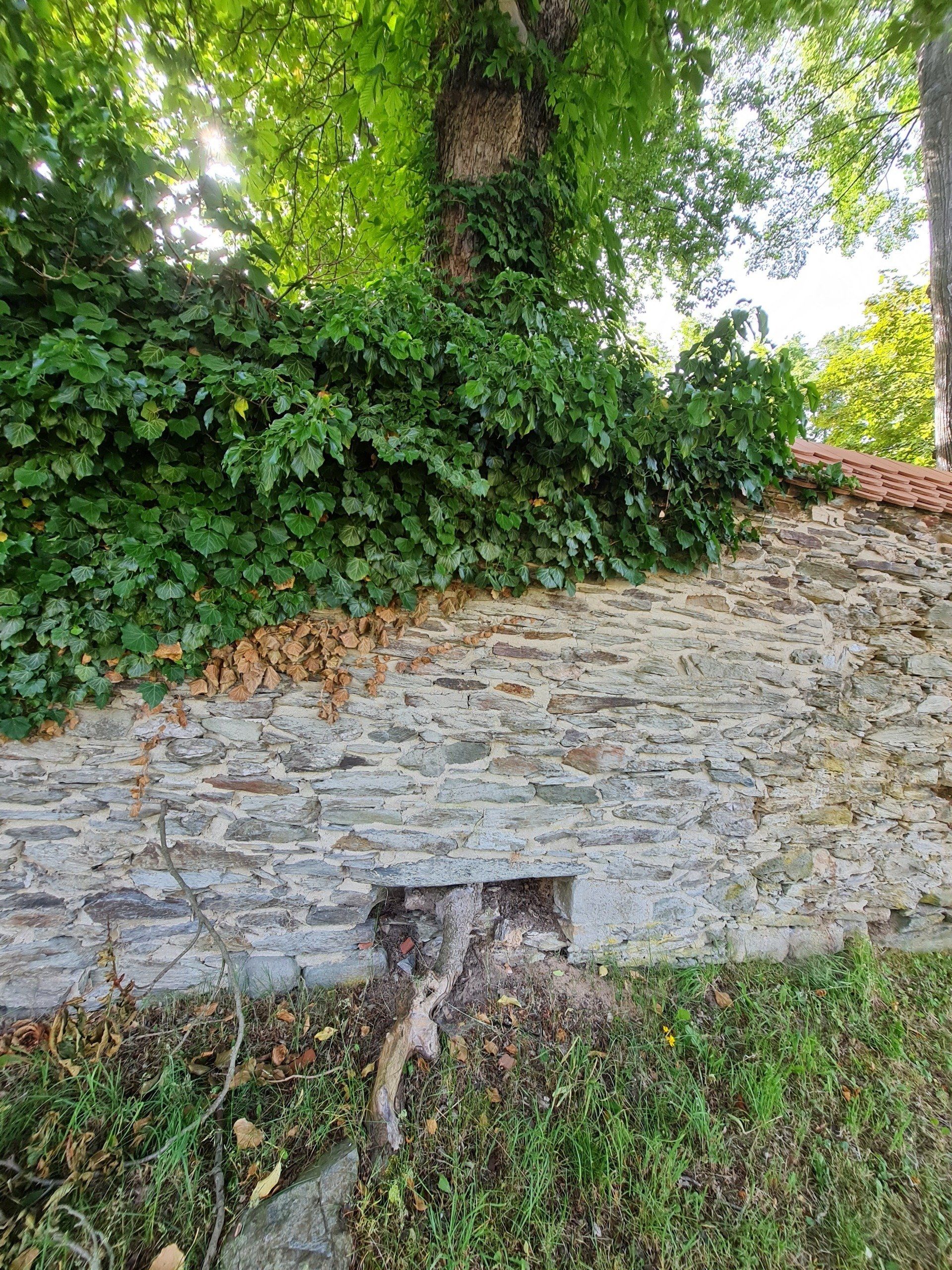 alte Schlossmauern und eine Baumwurzel aus dieser Mauer