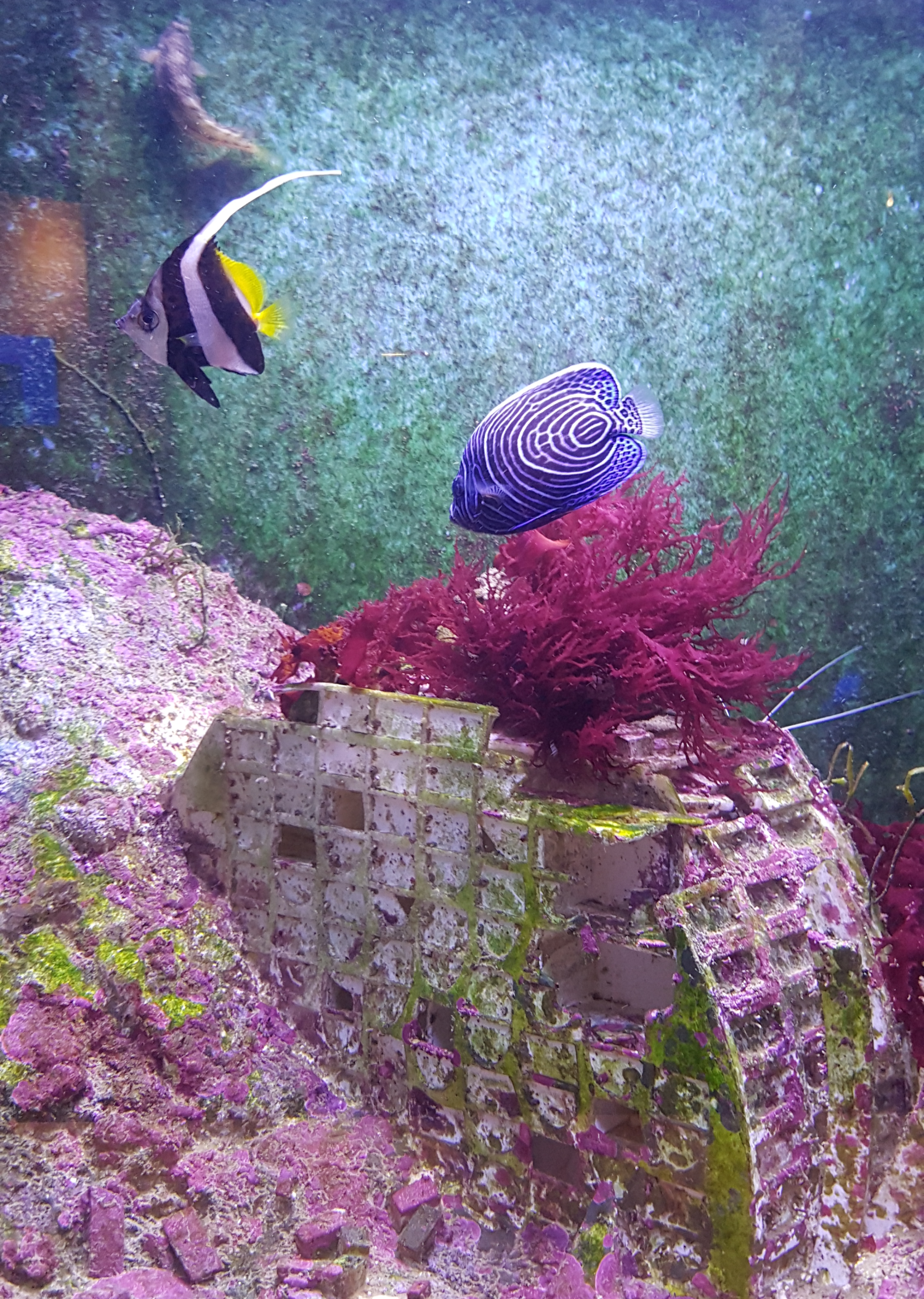 Südseebilder unter Wasser bunte Fische