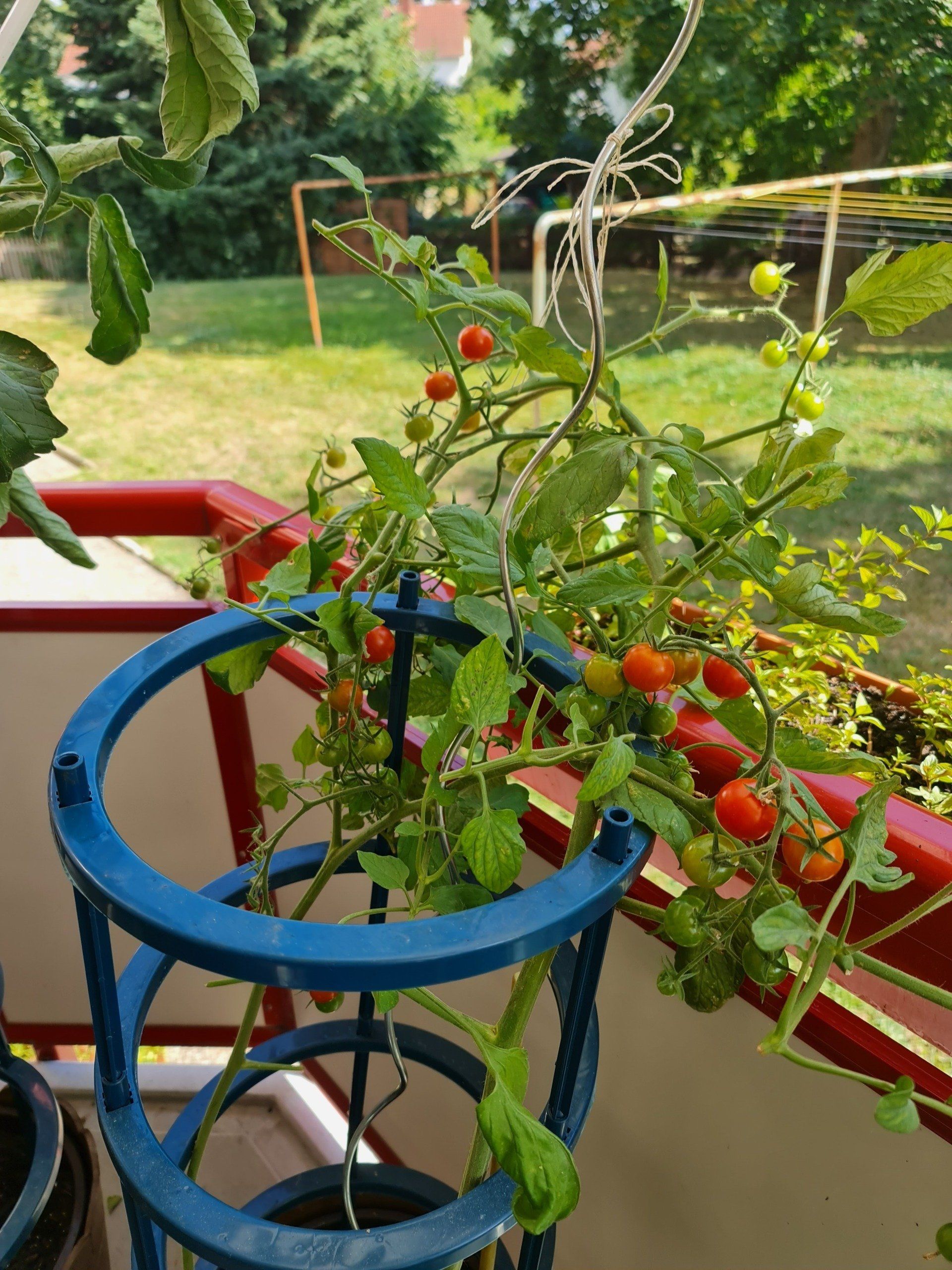 Tomaten auf dem Balkon Photo by Viola Einert-Krug Tomaten auf dem Balkon