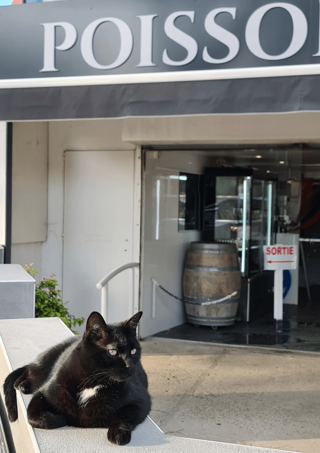 Schwarze Katze mit weißem Latz sitzt auf einer Mauer vor dem Fischgeschäft in Le Grau du Roi