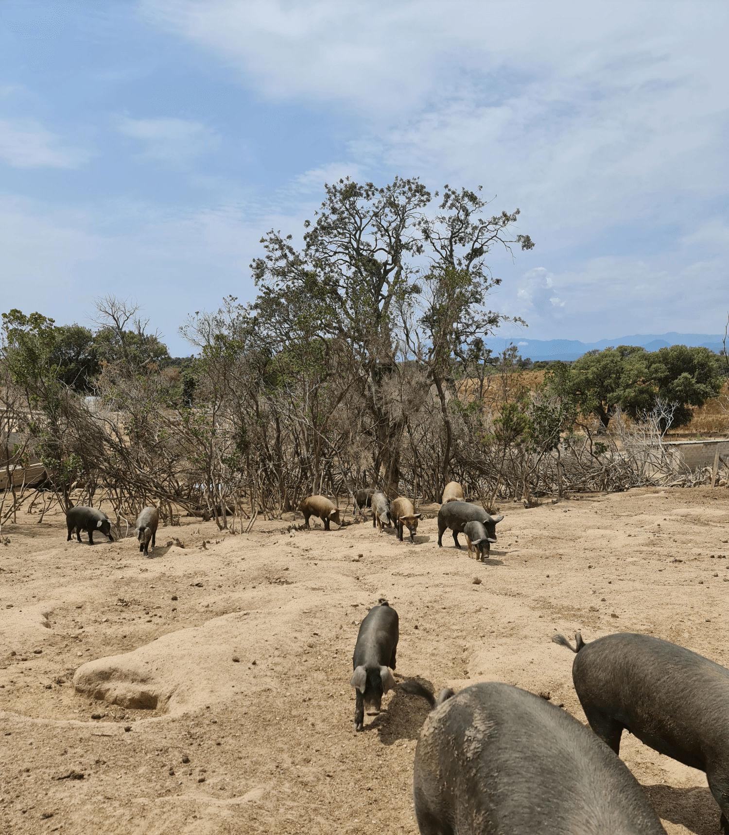 Wildschweine-Korsika