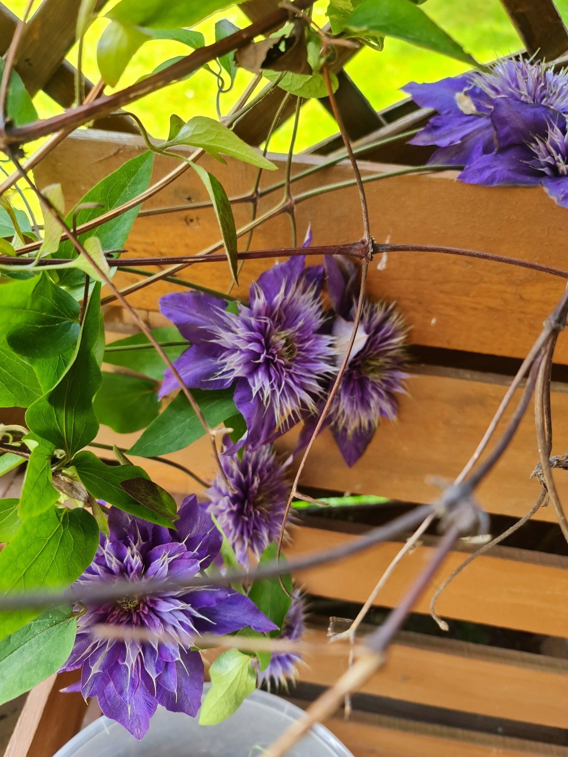 wunderbare Clematis in blau Photo by: Viola Einert-Krug blaue Clematis
