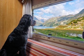 Hund, Camping
