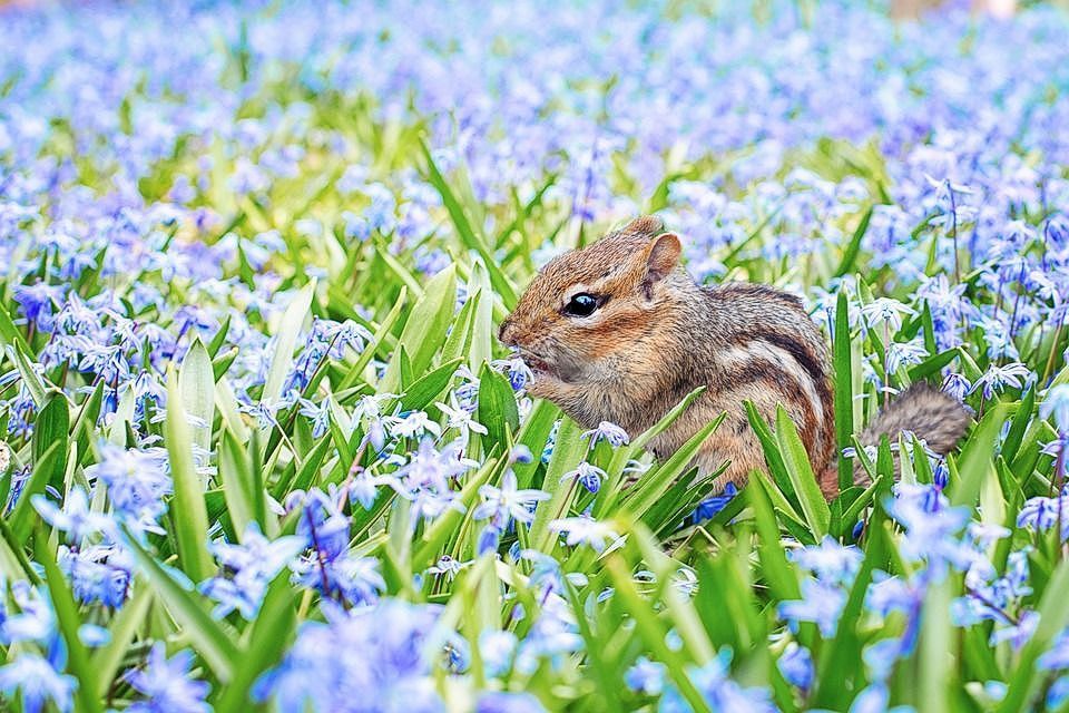 Chipmunk on wildflowers