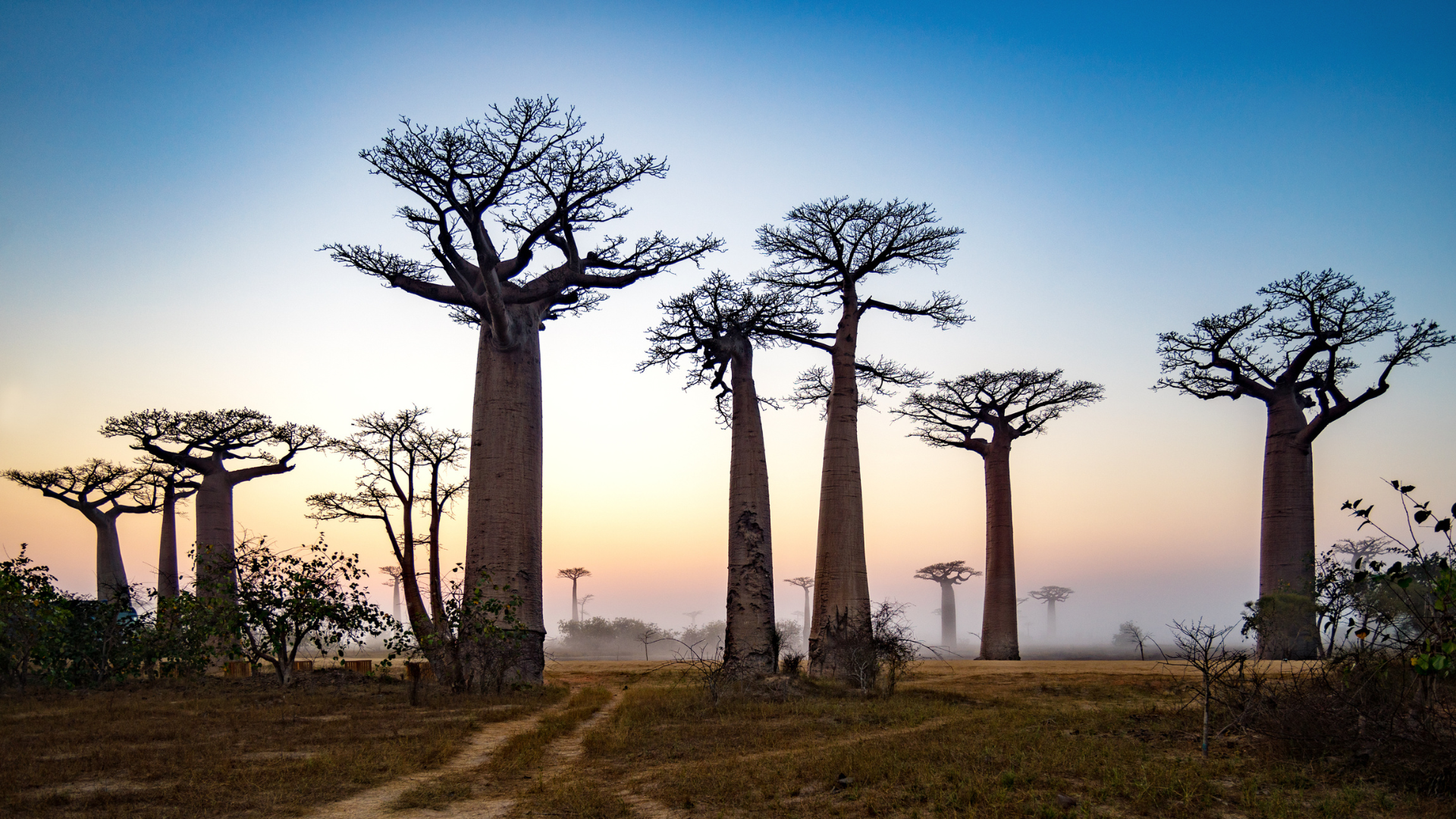 baobab madagascar