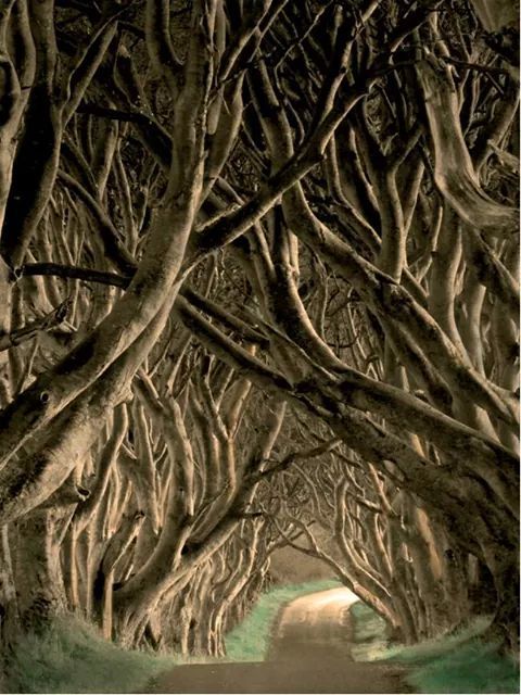 Dark Hedges Dark Hedges