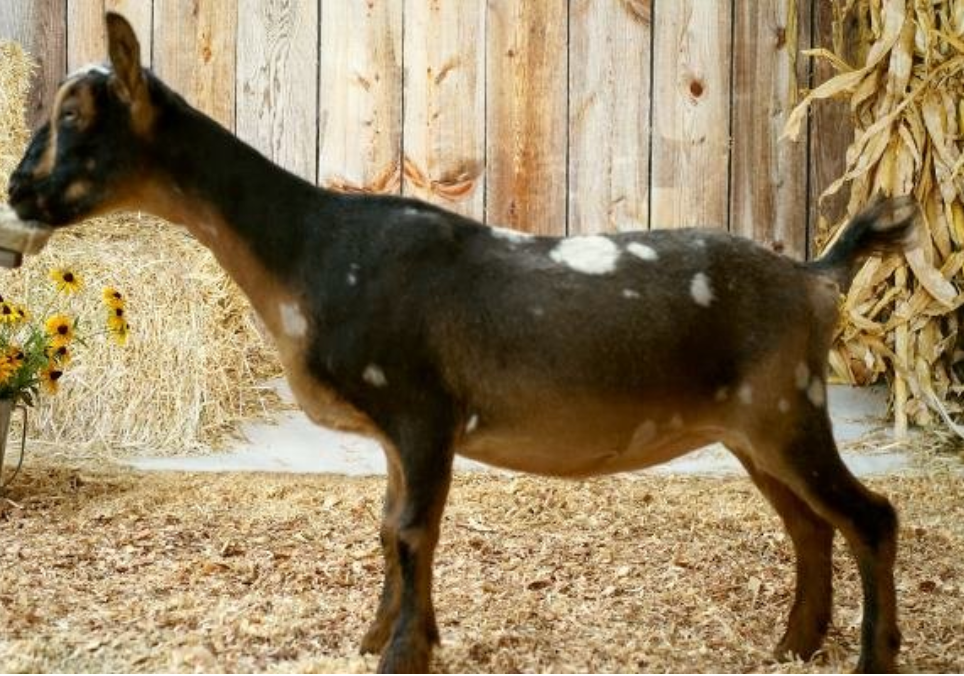 Kobe 4 days old
