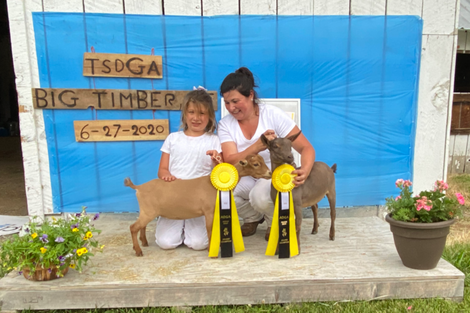 Stage Dragon EJ Jadis, Nigerian Dwarf Doe Pre Kidding Udder