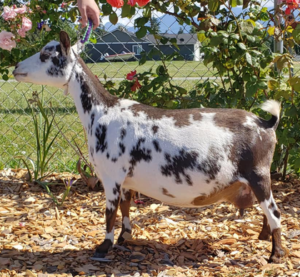 SG 5 Fold Farm PTS Sweet Pea 4*M VEEE 90
