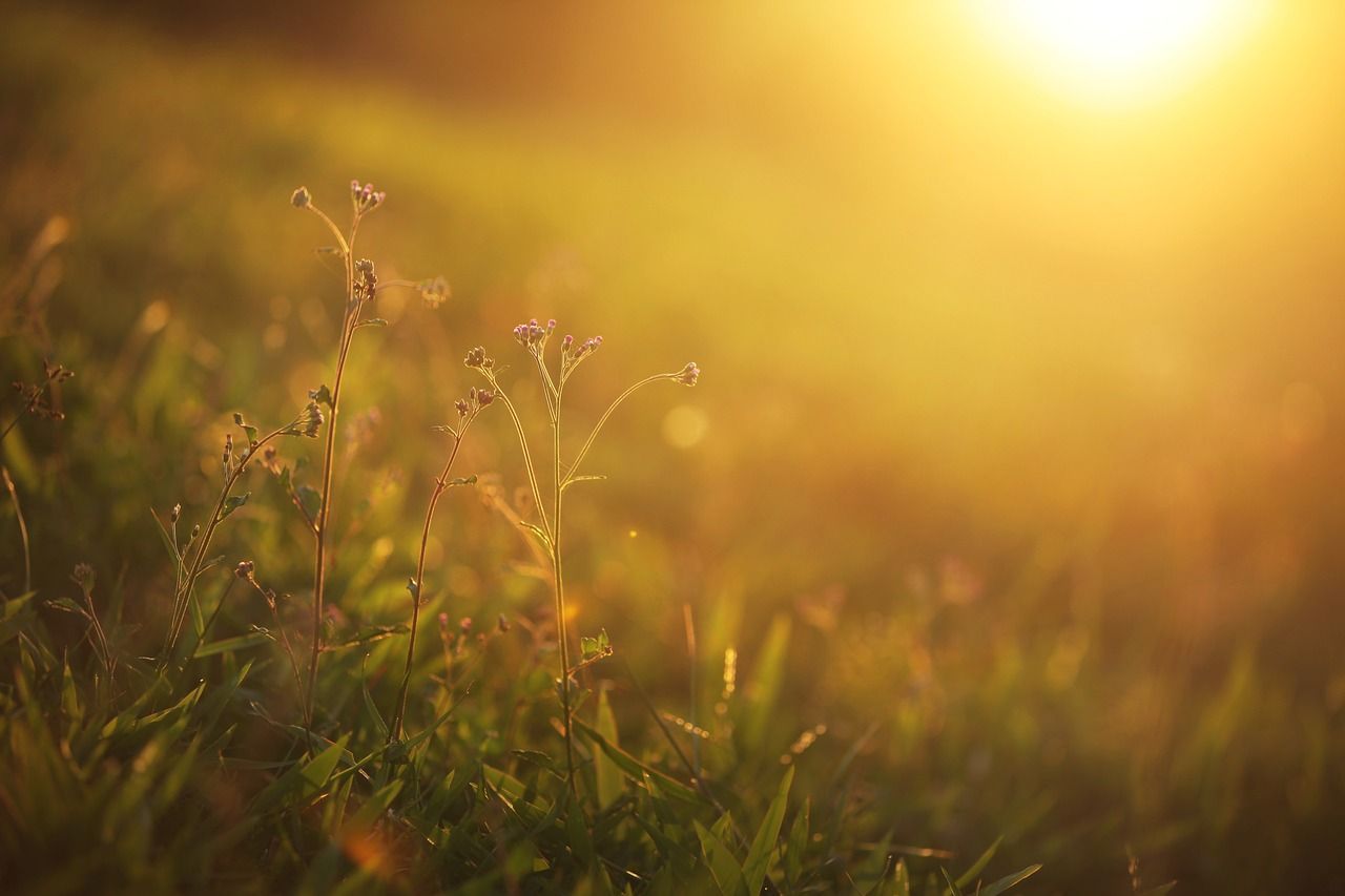 Se complémenter en vitamine D