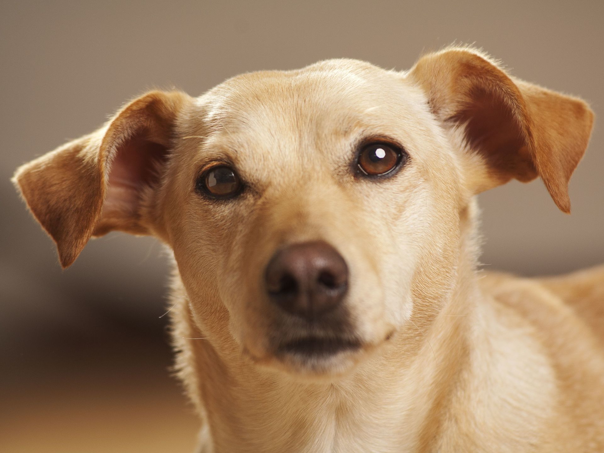 Vitamin B12 Mangel beim Hund