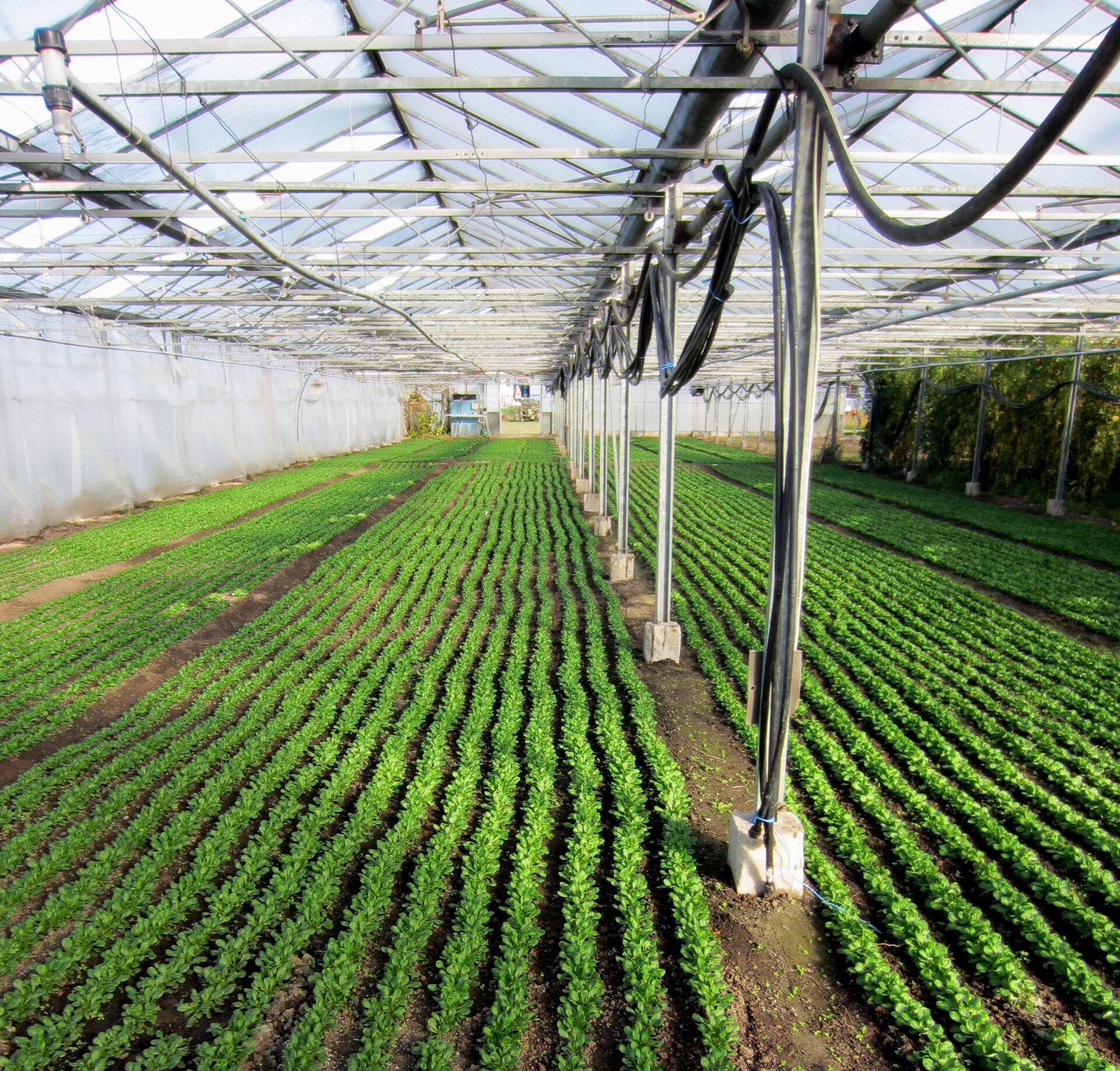 Bio-Gärtnerei Witt Emmendingen, Bio Anbau