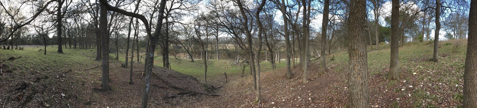 hillside of standing trees
