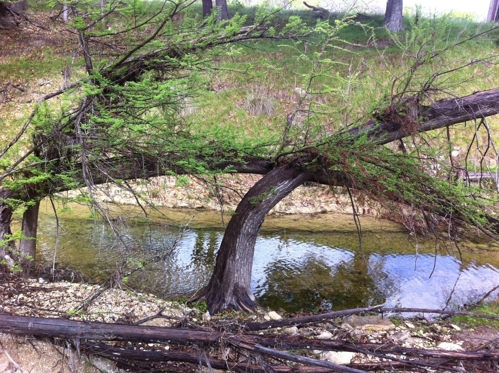cypress trees leaning over