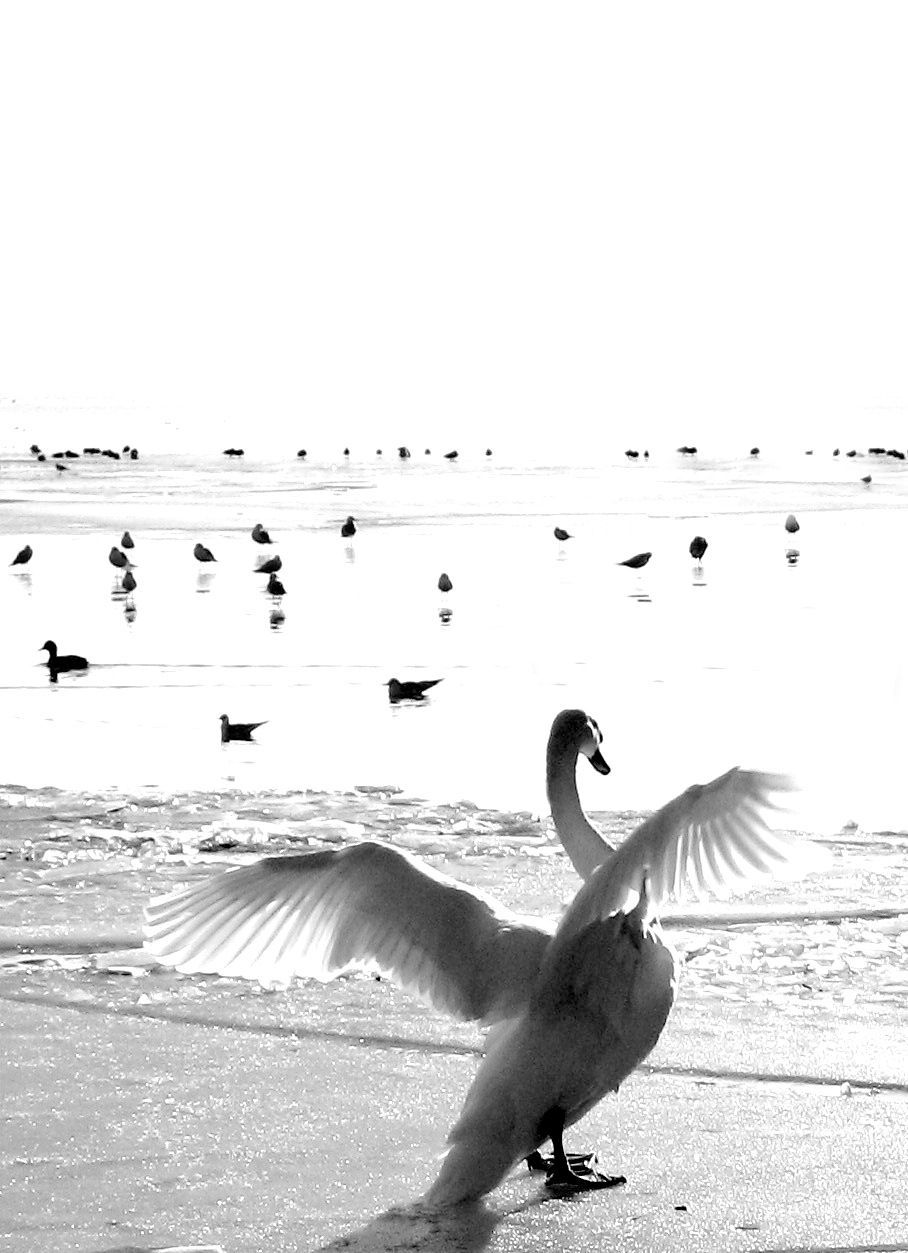 b/w-Photography
