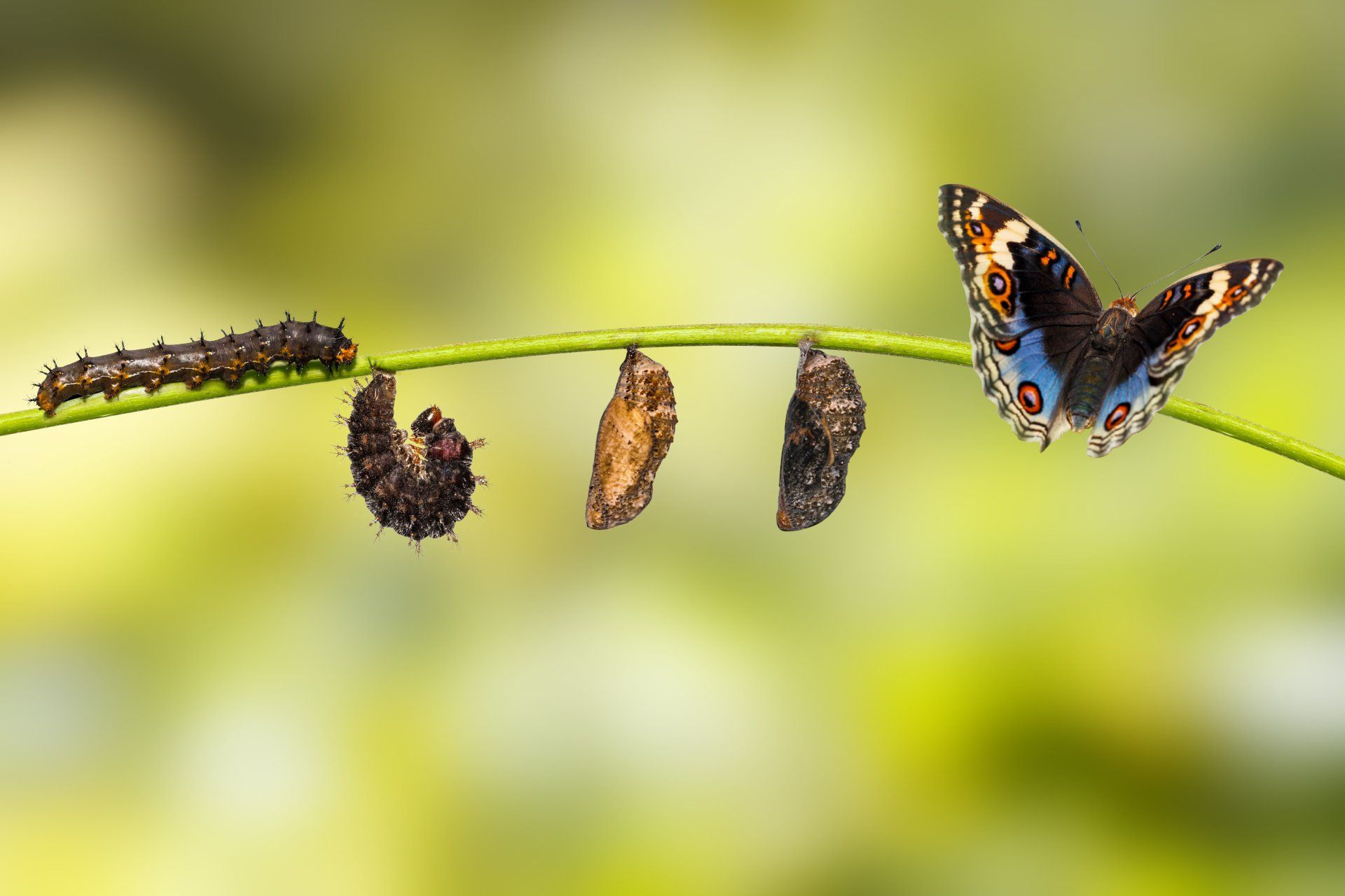 Von der Raupe zum Schmetterling Von der Raupe zum Schmetterling