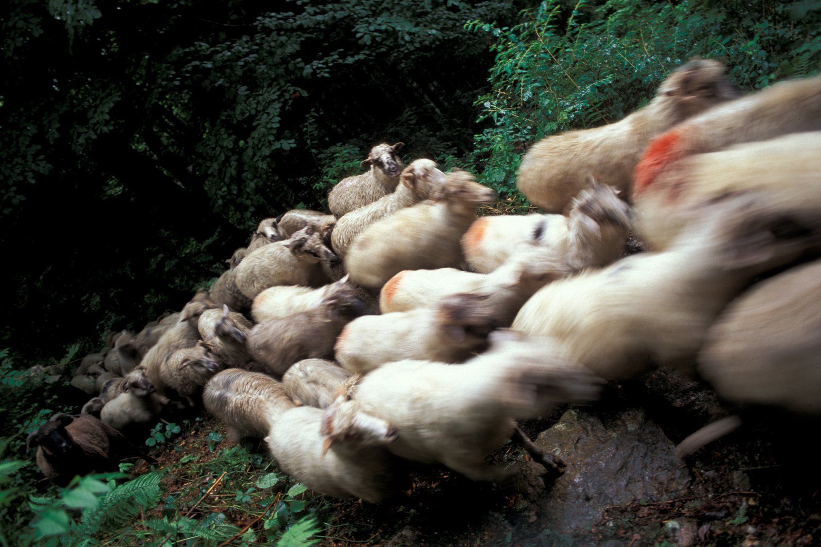Fast wie eine Schaf-Herde, nur das eine Schaf reagiert anders als die anderen Fast wie eine Schaf-Herde, nur das eine Schaf reagiert anders als die anderen