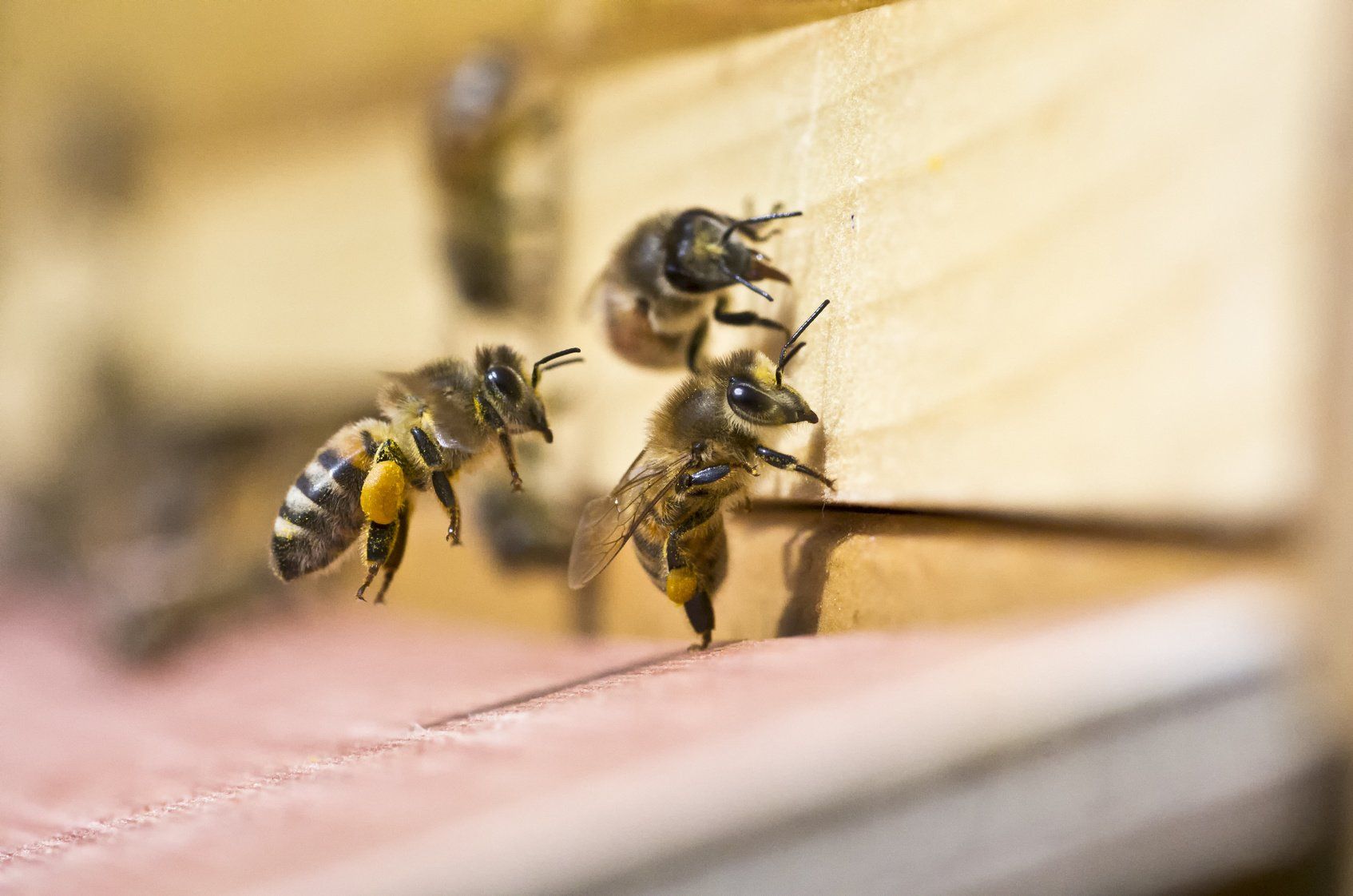 Wissens-Bienchen teilen miteinander anders