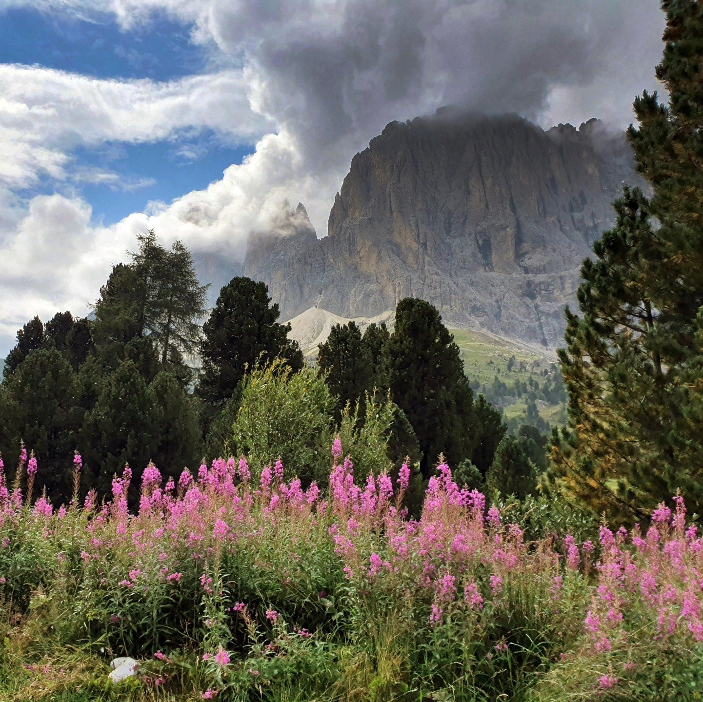 Kräuter-Touren Kräuter-Touren