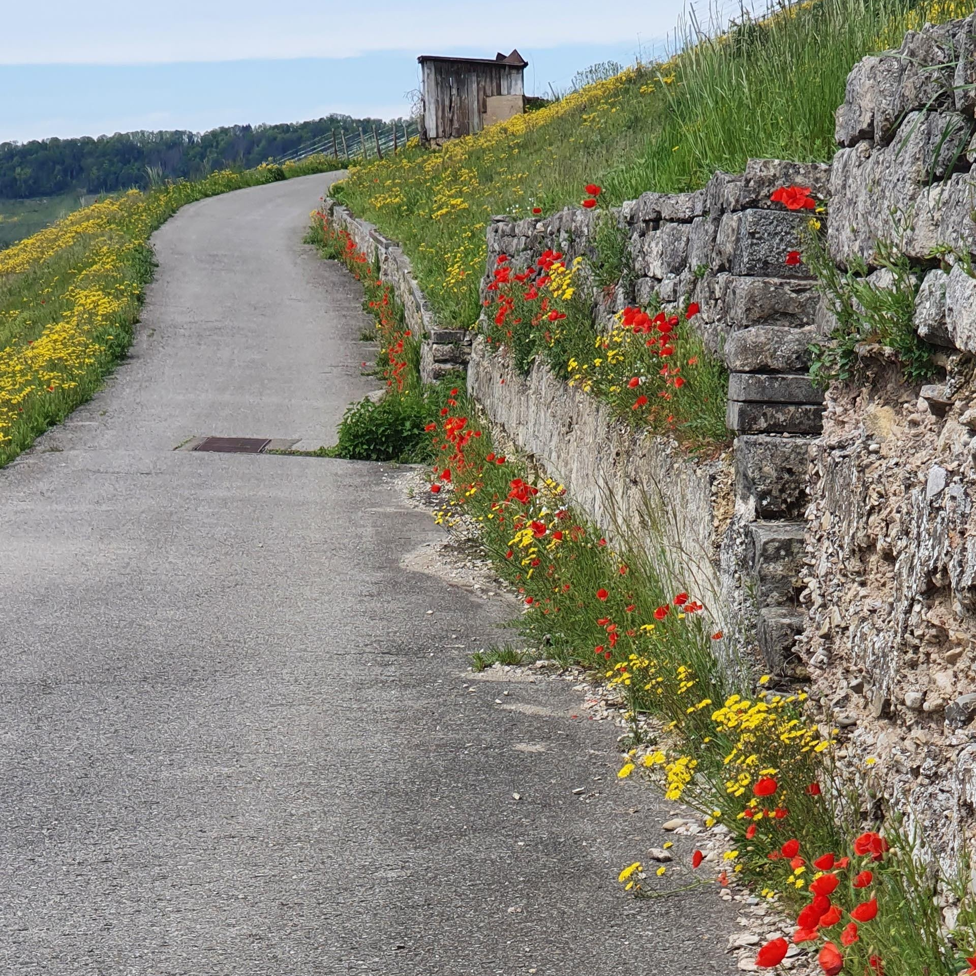 Kräuter-Führungen Kräuter-Führungen