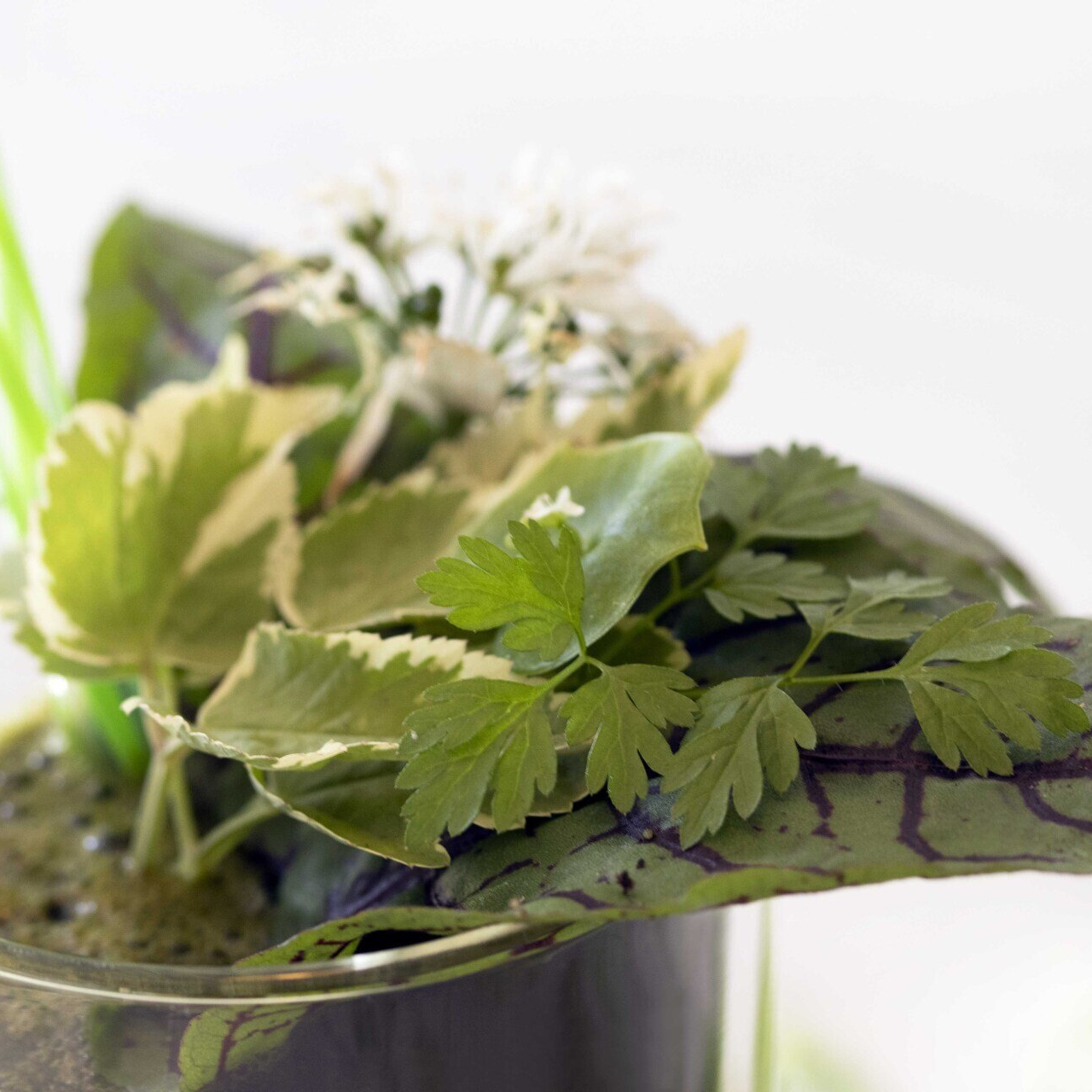 Kräuter-Workshops Kräuter-Workshops