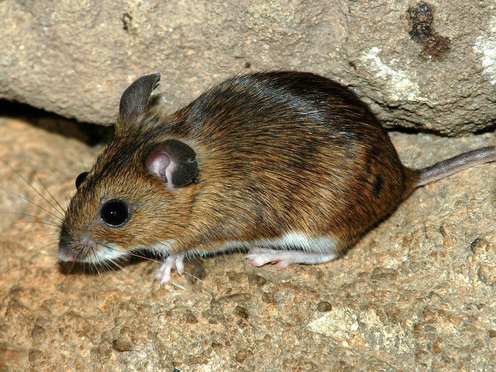 Spitzmaus