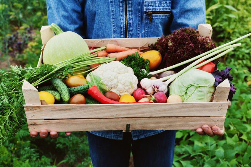 Gemüse, Gemüse und was du sonst noch so magst I Vollwerternährung ist gesund, umweltschonend, sozial