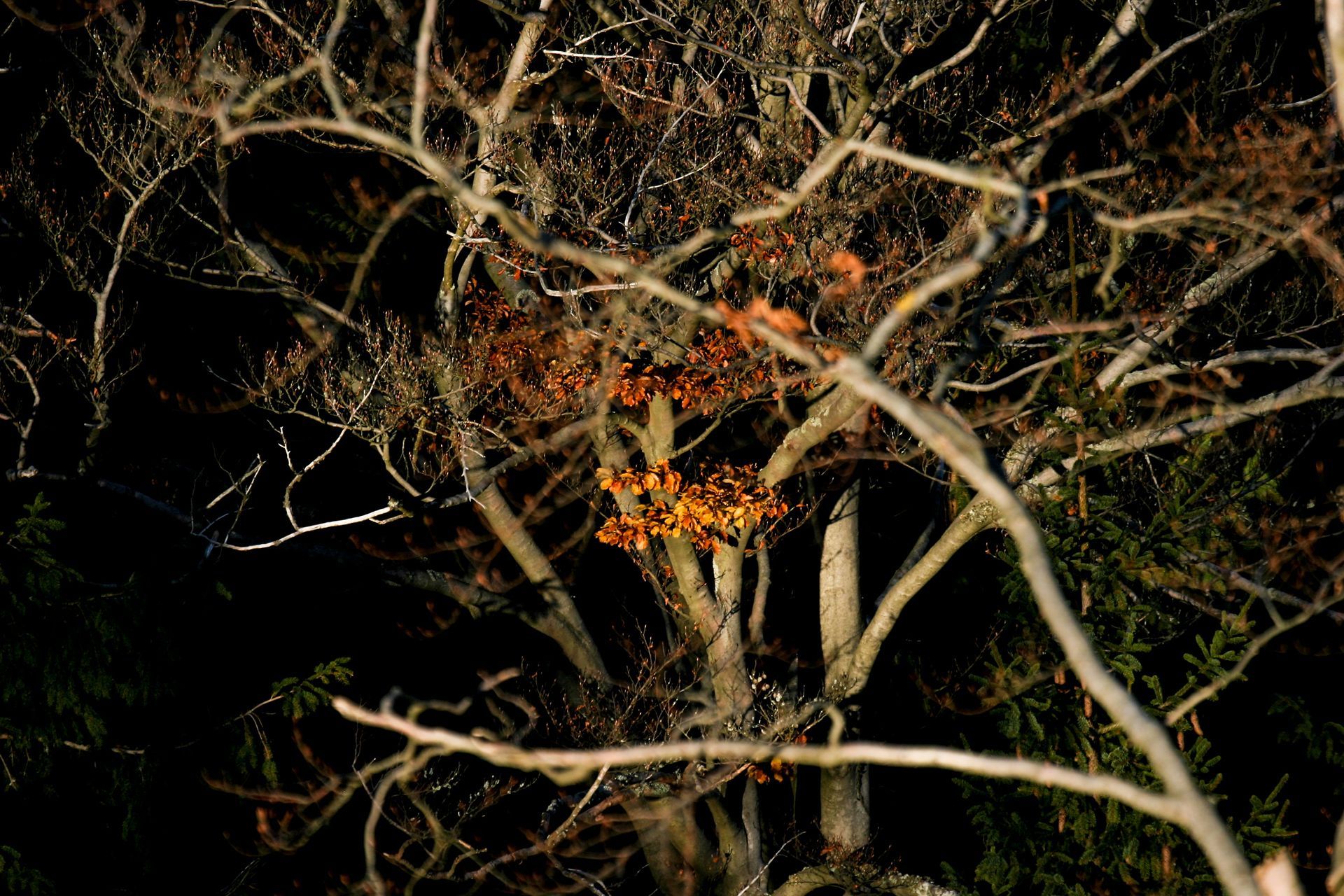 Äste mythischer Eindruck