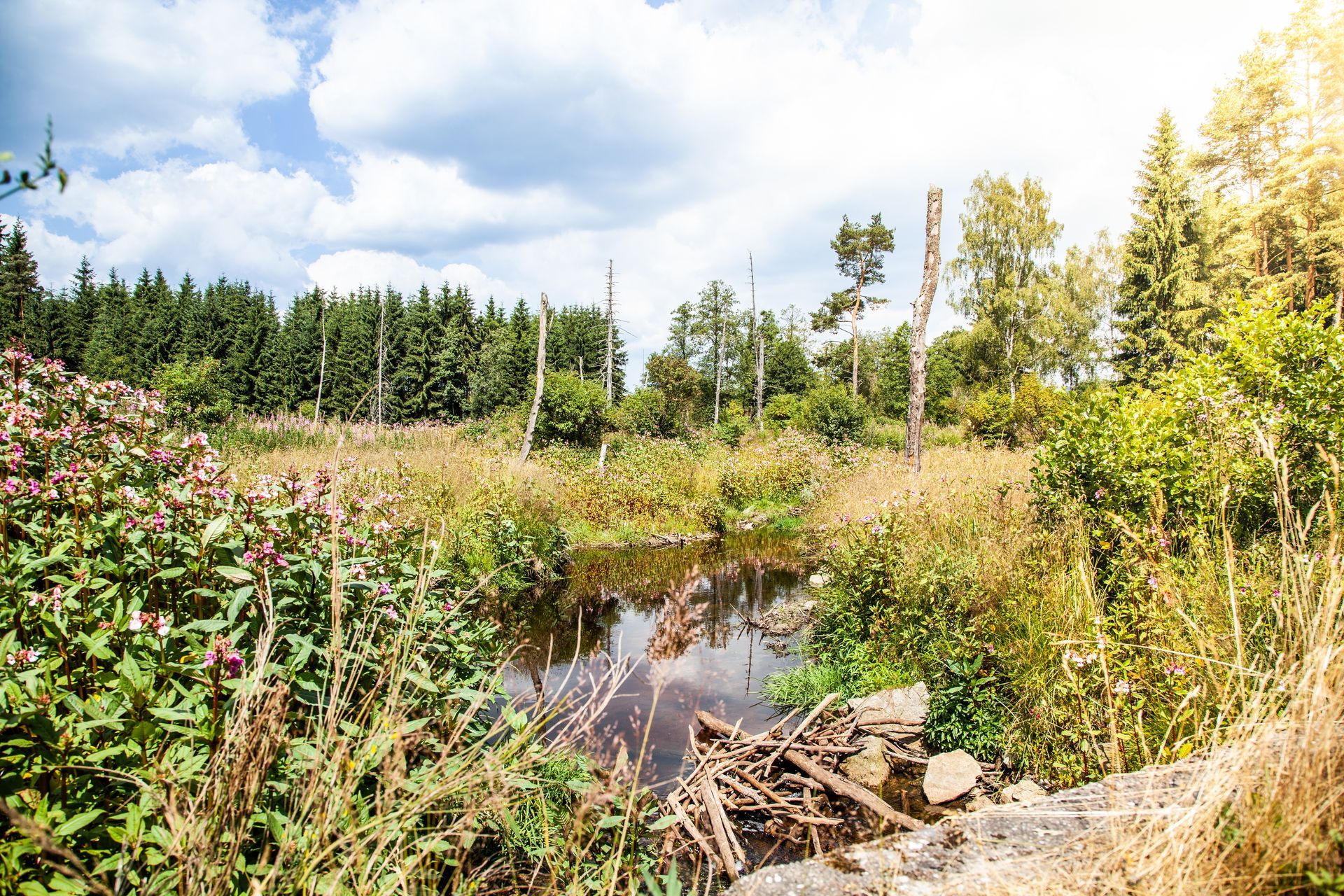 Max-Reger-Weg, Wanderweg, Rundweg, Wandern, Steinwald