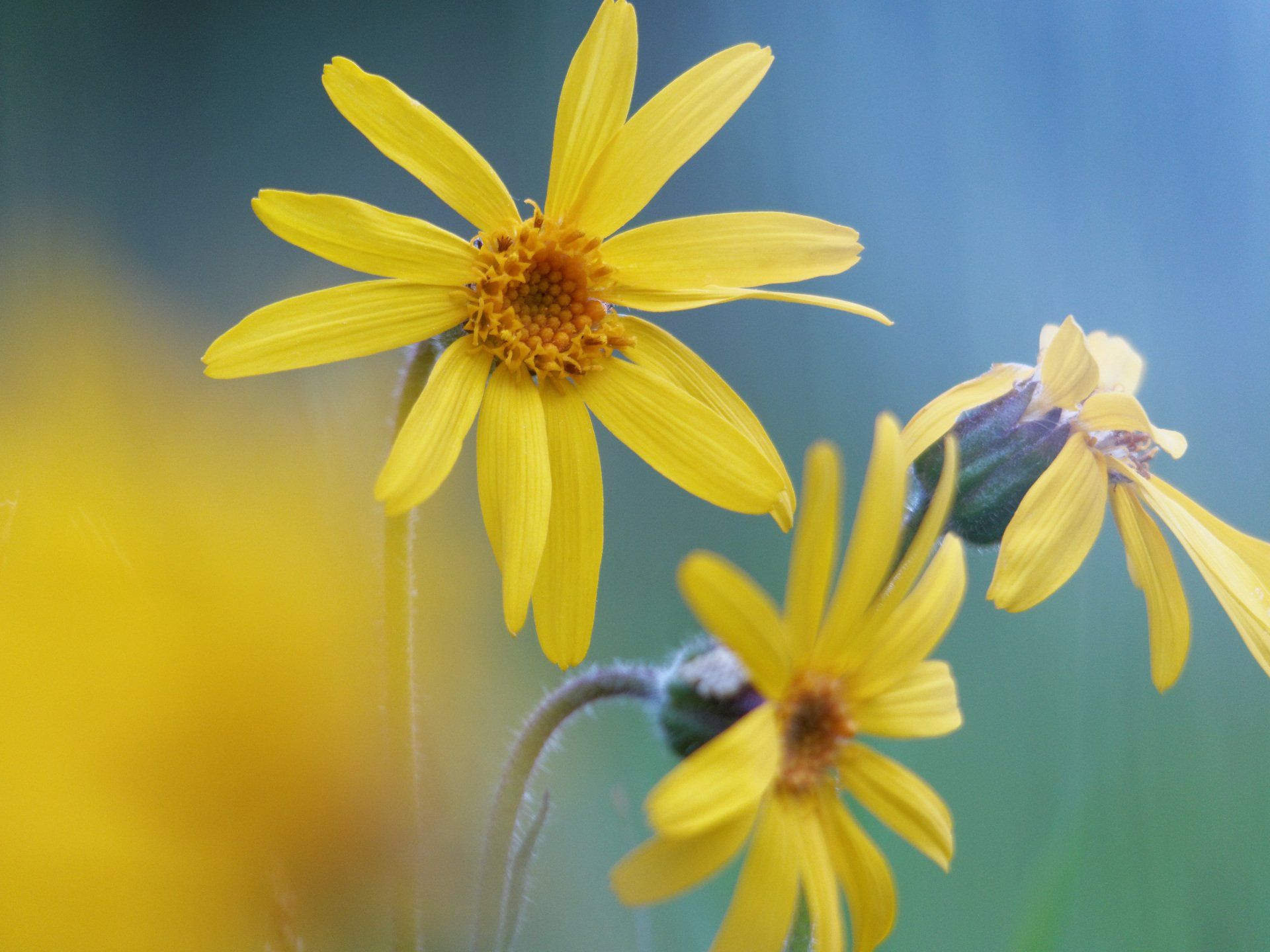 Arnika Hilfsschutzprojekt im Naturpark Steinwald