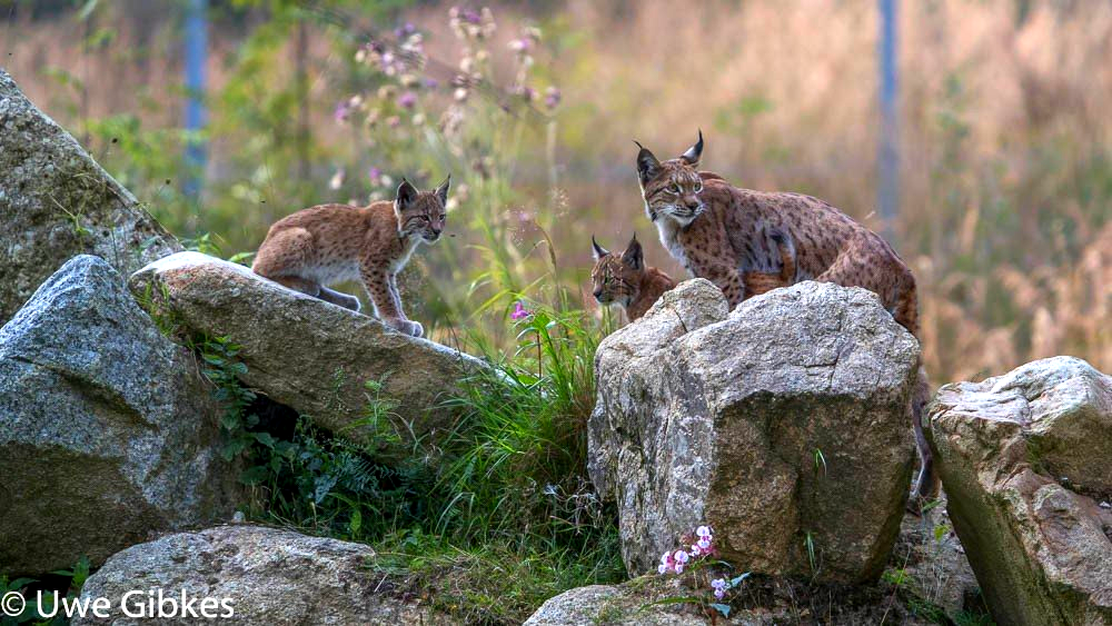 Luchse im Waldhaus Wildpark Mehlmeisel im Fichtelgebirge
