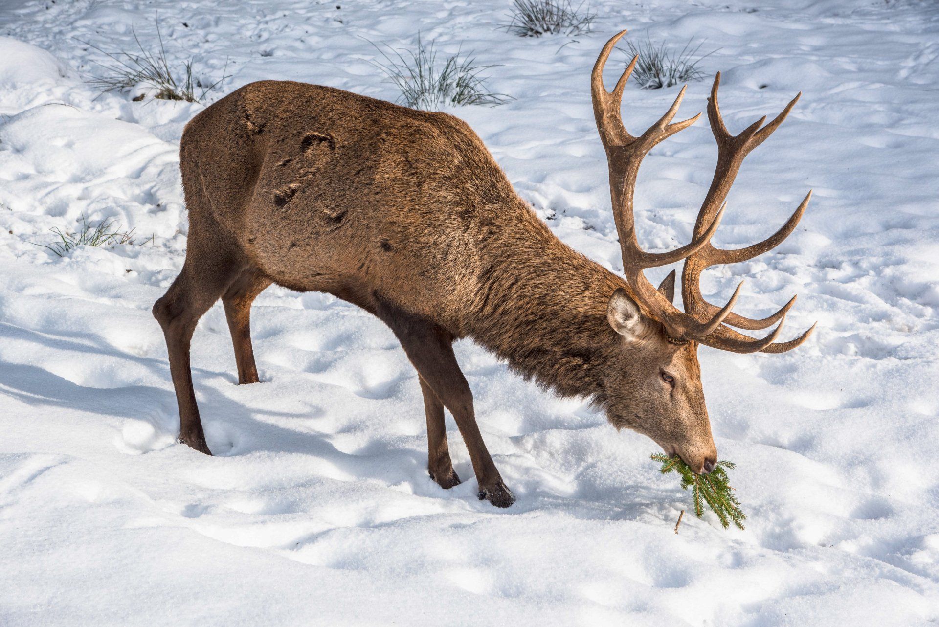 Rotwildgehege im Steinwald, Rücksichtnahme auf Wildtiere im Naturpark Steinwald während der Winterzeit