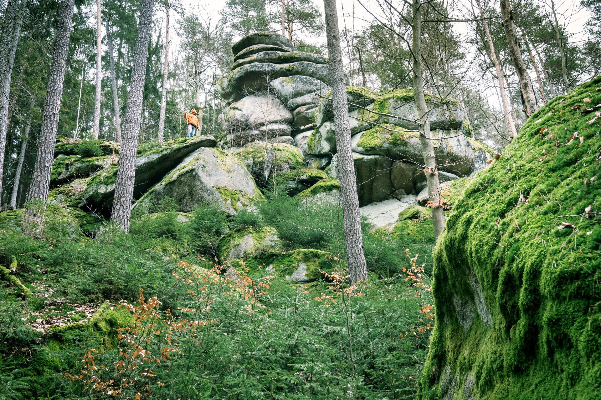 Waldhistorischer Lehrpfad im südlichen Steinwald zum Waldhaus, Saubadfelsen, Zipfeltannenfelsen bzw. Steinwald-Sphinx und Rotwildgehege zu Hirsch Max.