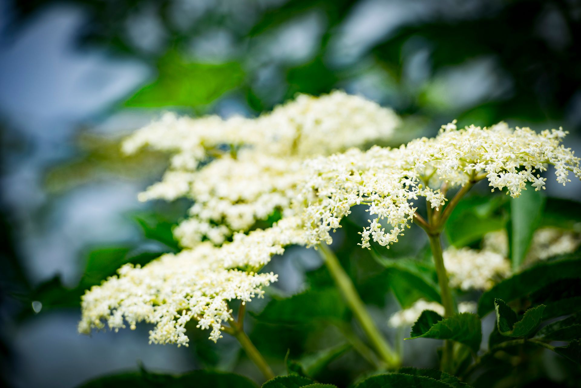 Kräuter und Leut , Kräuterführungen, Wildkräuter, Regio-Packerl und vieles mehr im Landkreis Tirschenreuth und Wunsiedel, Steinwald, Stiftland, Waldeck, Nagel