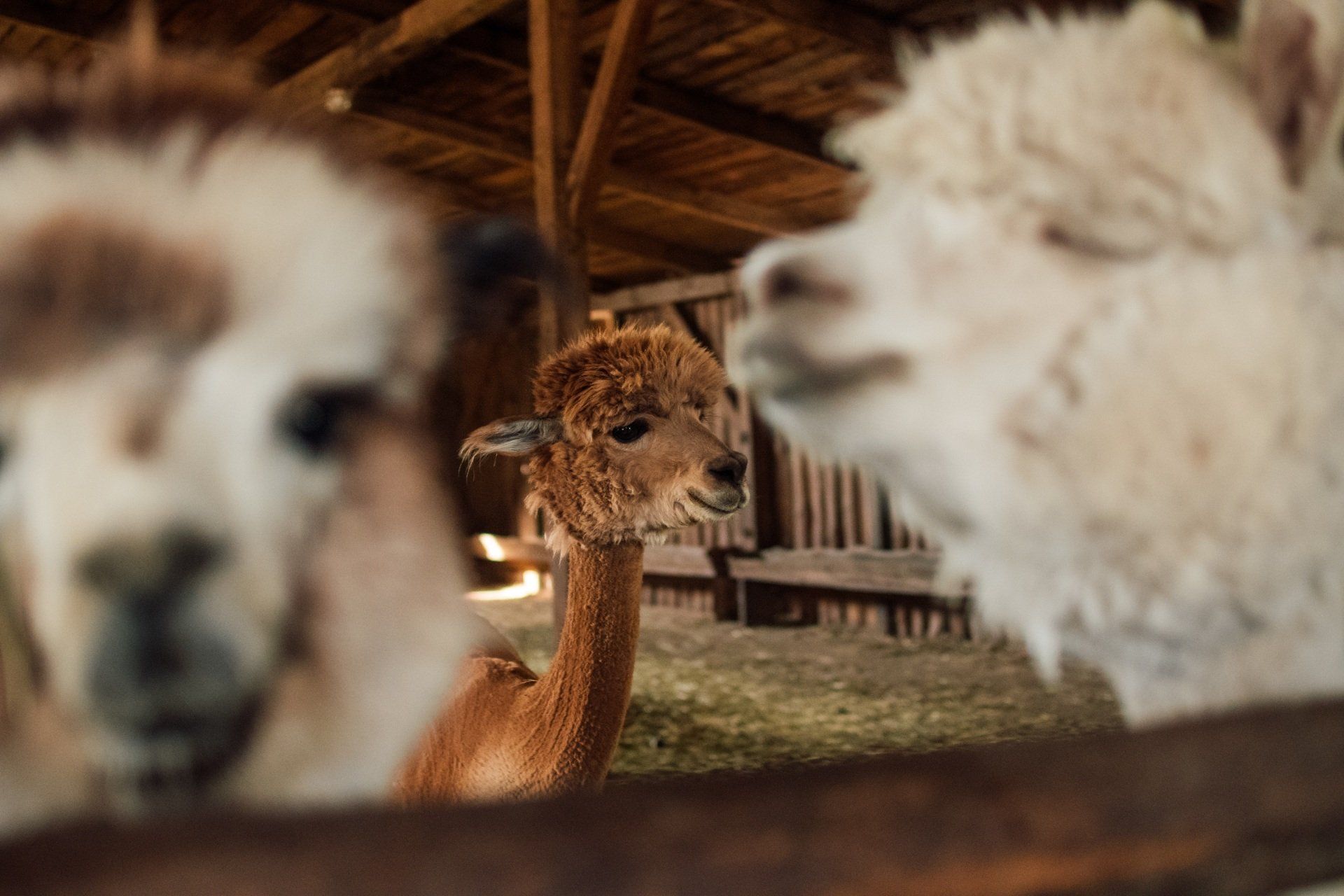 Alpaka, Alpaca, Wanderung, Steinwald