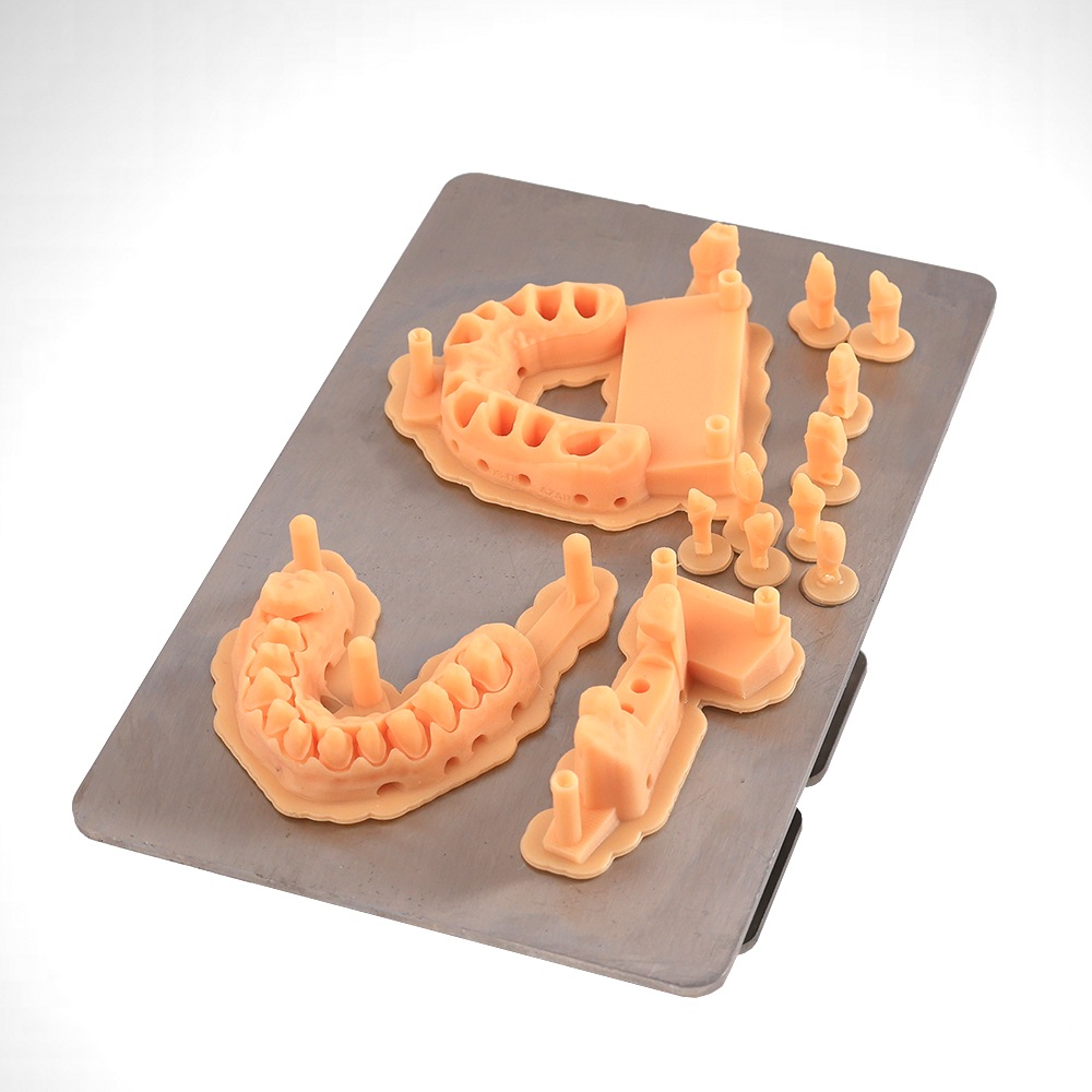 restorative dental models