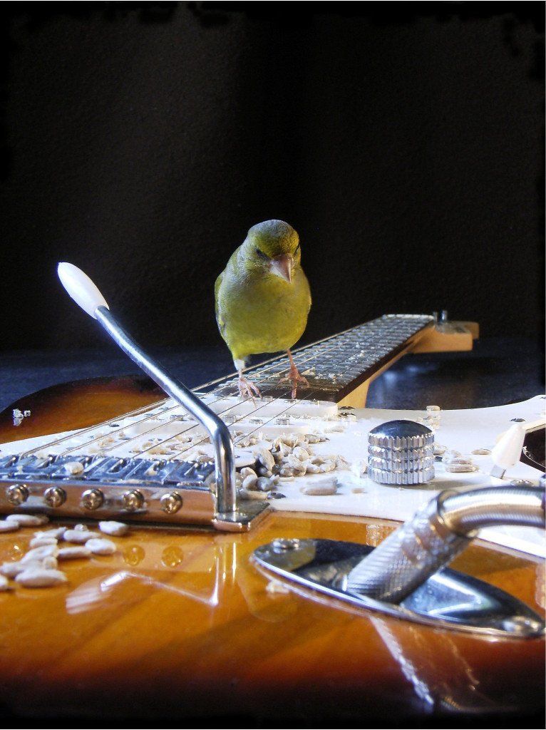 Wildvögel auf Trommel und E-Gitarre. Ein Klangkunstwerk von Carsten Schneider