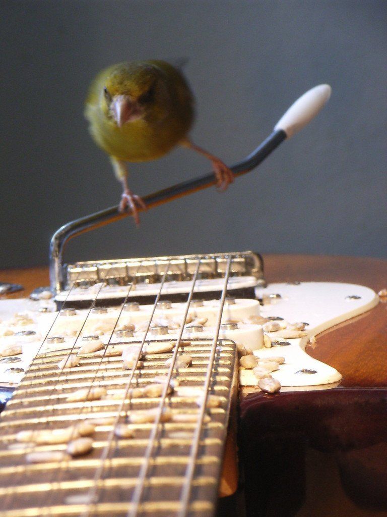 Vogelphoto von Carsten Schneider