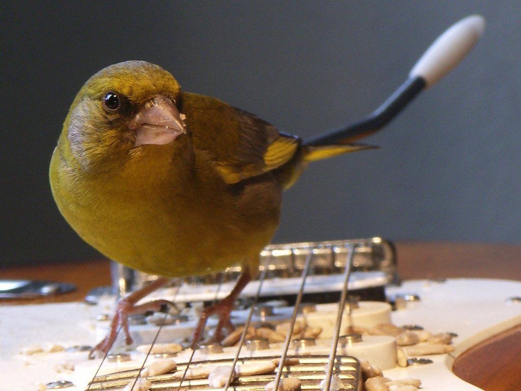 Grünling stellt Fuß auf Saite einer E-Gitarre. Photo aus der Komposition Vogeltrommel