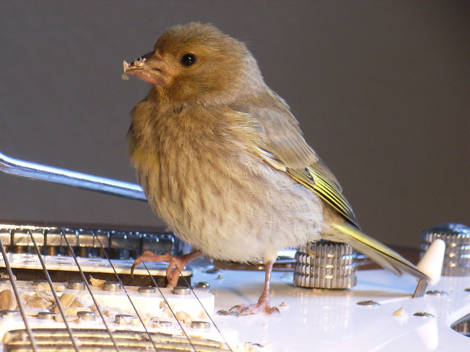 Vogelküken auf E-Gitarre. Photo aus dem Klangkunstwerk Vogeltrommel von C. Schneider