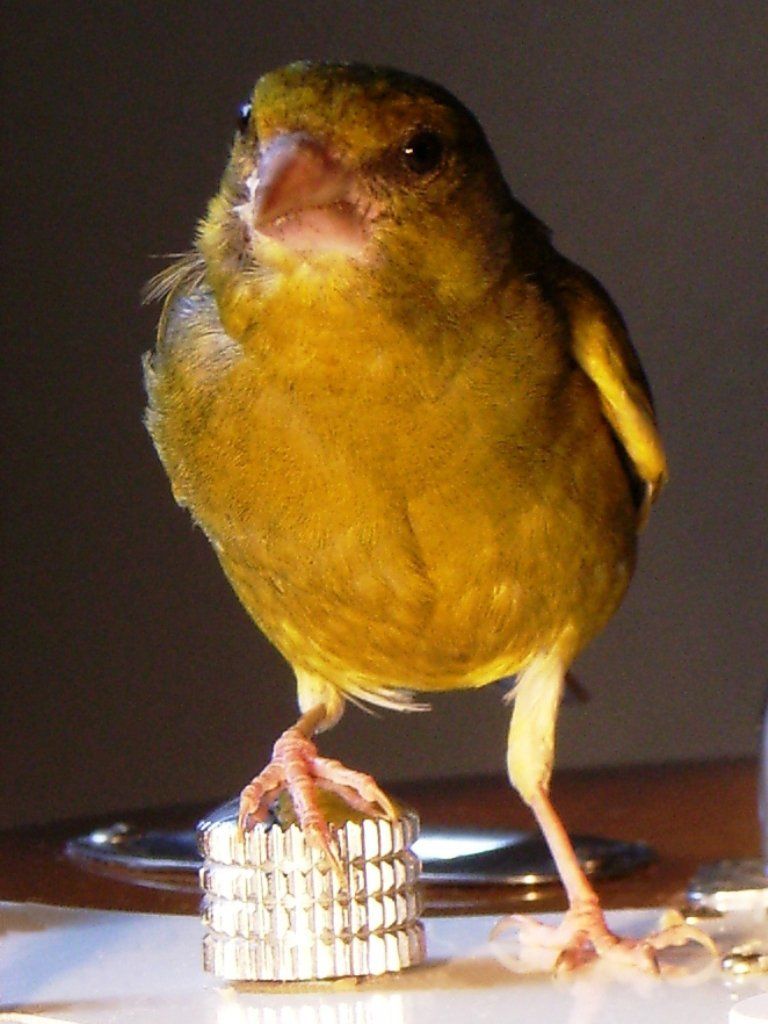 Vogelphoto von Carsten Schneider