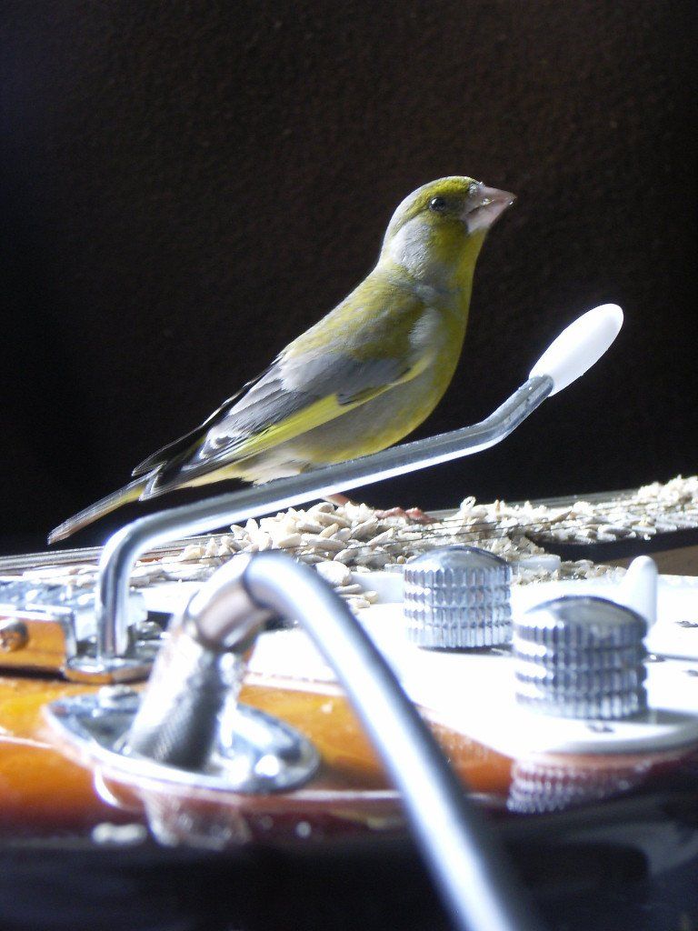 Vogelphoto von Carsten Schneider