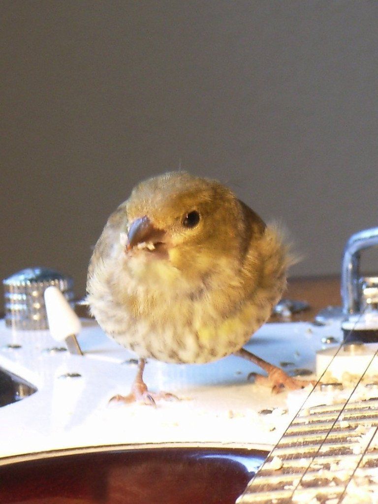 Vogelphoto von Carsten Schneider