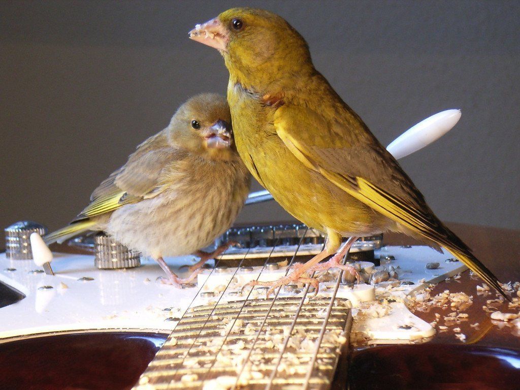 Vogelphoto von Carsten Schneider